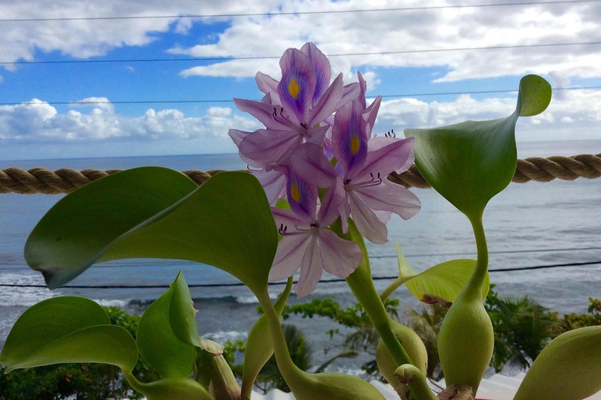 L'Auberge De Jeunesse Tahiti Iti - Beach Hostel Afaahiti Dış mekan fotoğraf